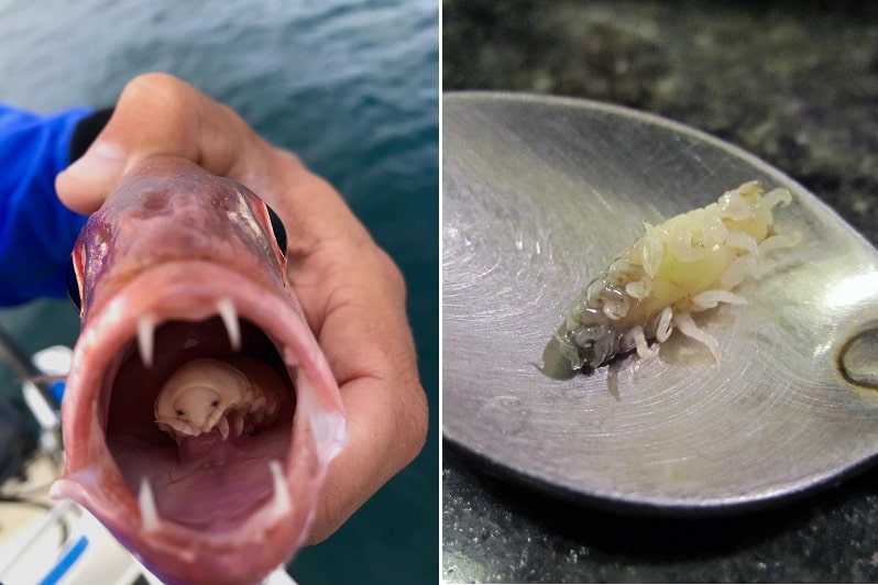 Паразит в устата на риба замества езика