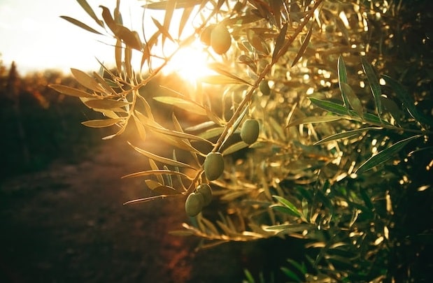 Инвестиция в маслинова плантация. Доходност и грижи. Рискове